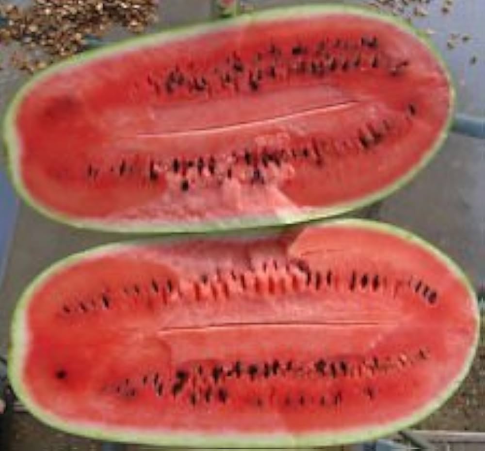 Charleston (Gray watermelon) for planting in garden